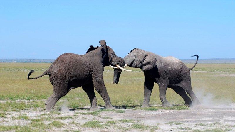 Hayvanların dövüş kulübü belgeseli
