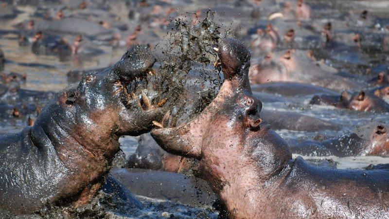 Hayvanların dövüş kulübü belgeseli