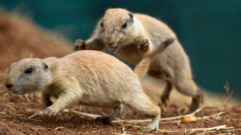 Hayvanların dövüş kulübü belgeseli