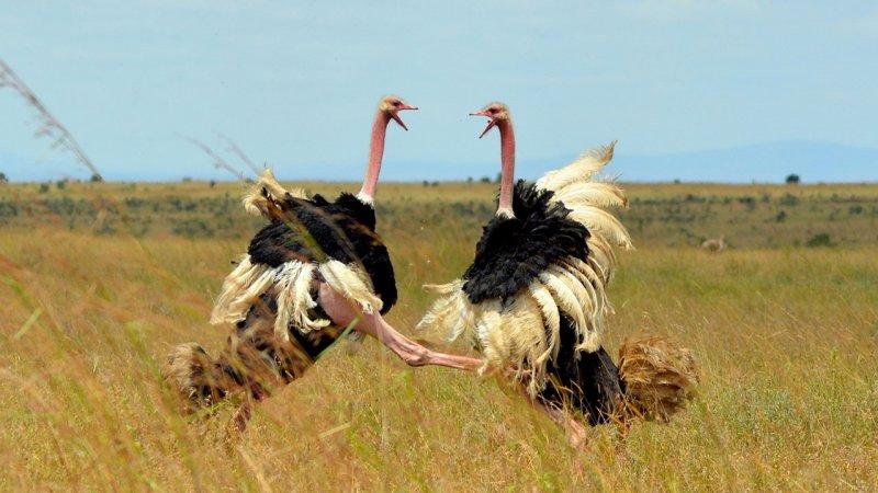 Hayvanların dövüş kulübü belgeseli