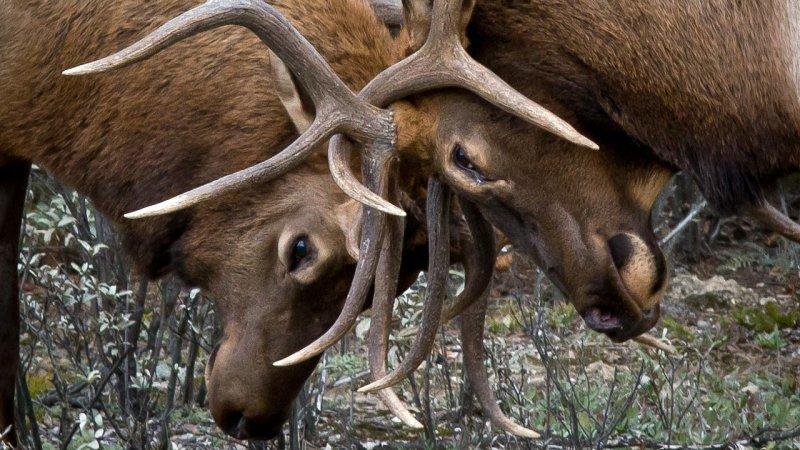 Hayvanların dövüş kulübü belgeseli