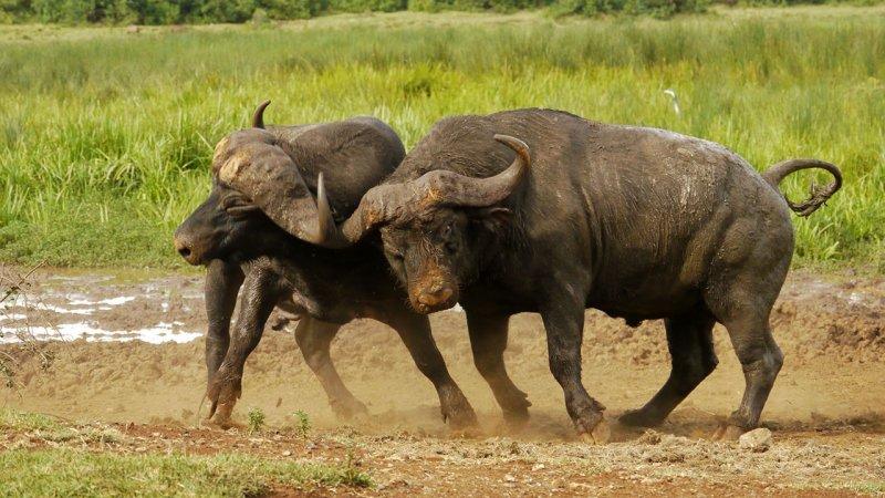 Hayvanların dövüş kulübü belgeseli