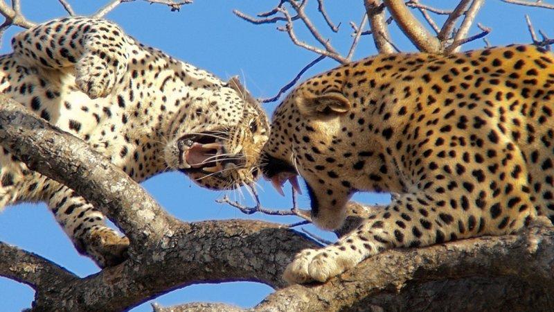 Hayvanların dövüş kulübü belgeseli