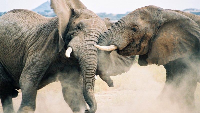 Hayvanların dövüş kulübü belgeseli
