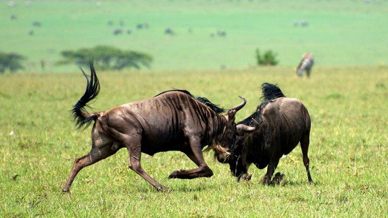 Hayvanların dövüş kulübü belgeseli