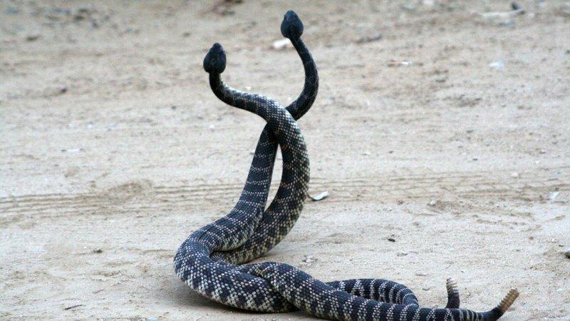 Hayvanların dövüş kulübü belgeseli