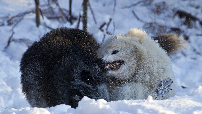 Hayvanların dövüş kulübü belgeseli