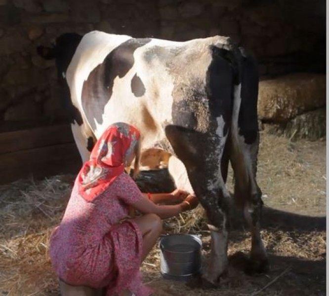 Ivana Sert süt sağdı