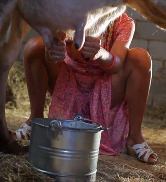 Ivana Sert süt sağdı