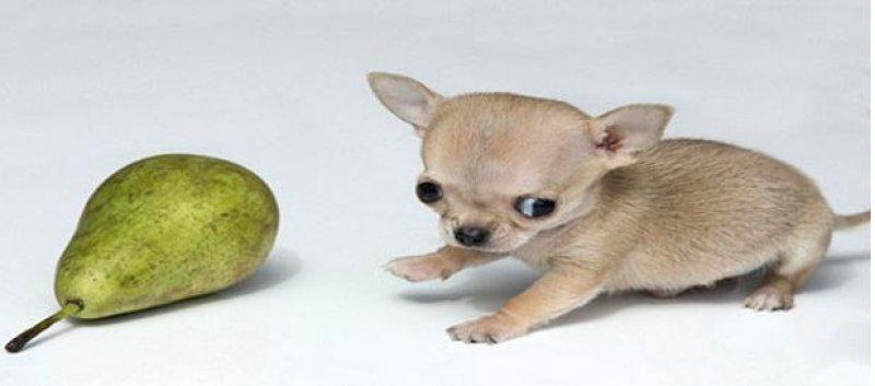 Dünyanın en küçük  köpeği 7 santim boyunda