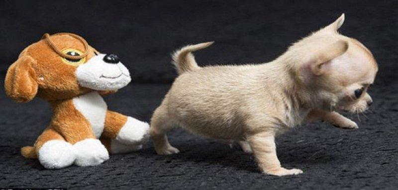 Dünyanın en küçük  köpeği 7 santim boyunda