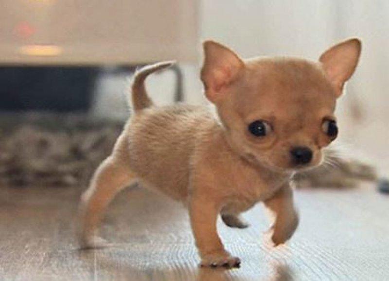 Dünyanın en küçük  köpeği 7 santim boyunda