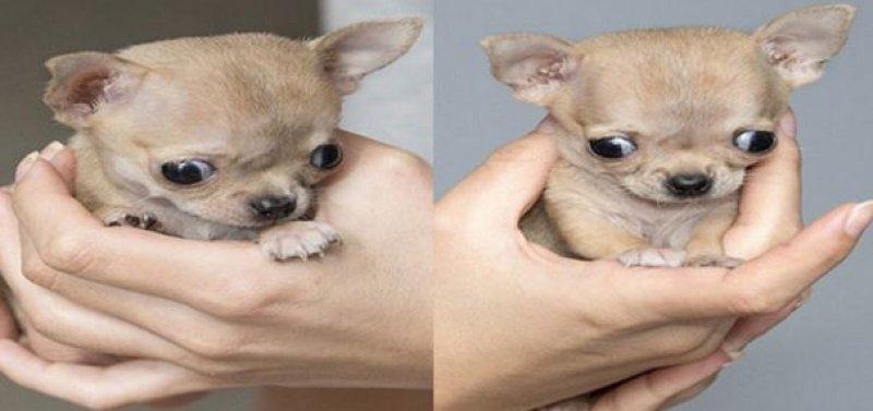 Dünyanın en küçük  köpeği 7 santim boyunda
