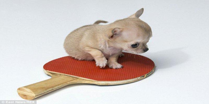 Dünyanın en küçük  köpeği 7 santim boyunda
