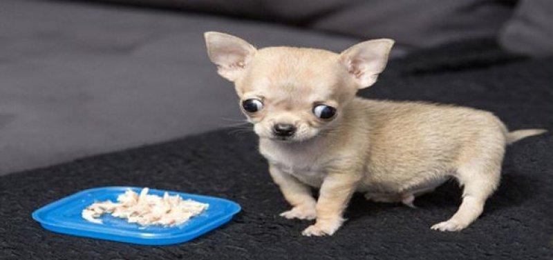 Dünyanın en küçük  köpeği 7 santim boyunda