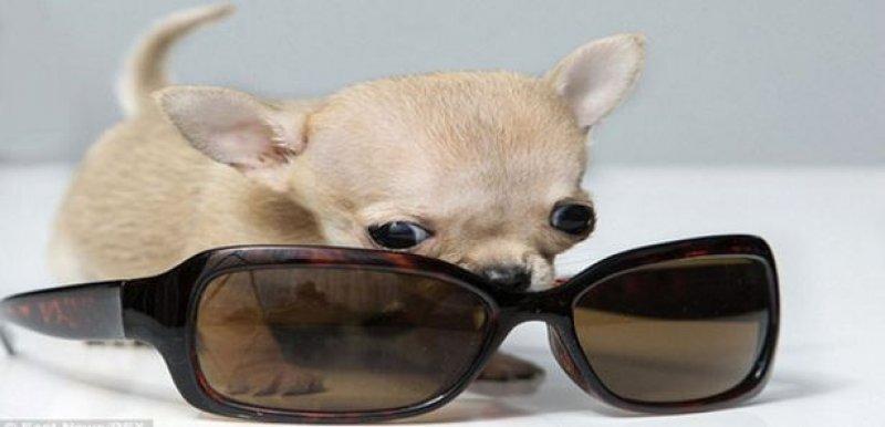 Dünyanın en küçük  köpeği 7 santim boyunda
