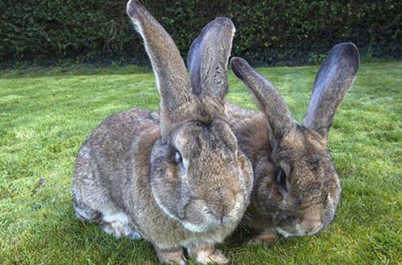 Dünyanın en büyük tavşanı Darius 25 kilo