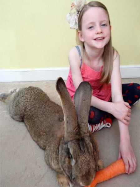 Dünyanın en büyük tavşanı Darius 25 kilo