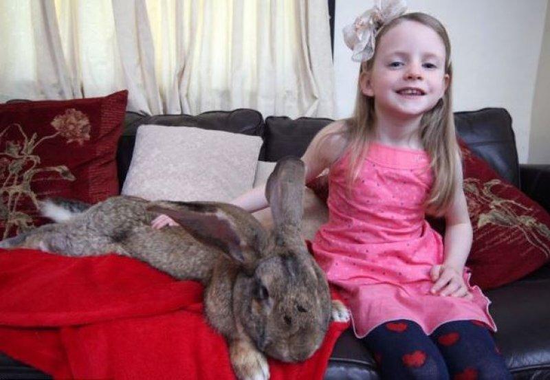 Dünyanın en büyük tavşanı Darius 25 kilo