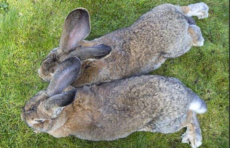 Dünyanın en büyük tavşanı Darius 25 kilo