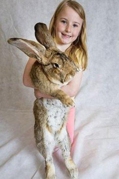 Dünyanın en büyük tavşanı Darius 25 kilo