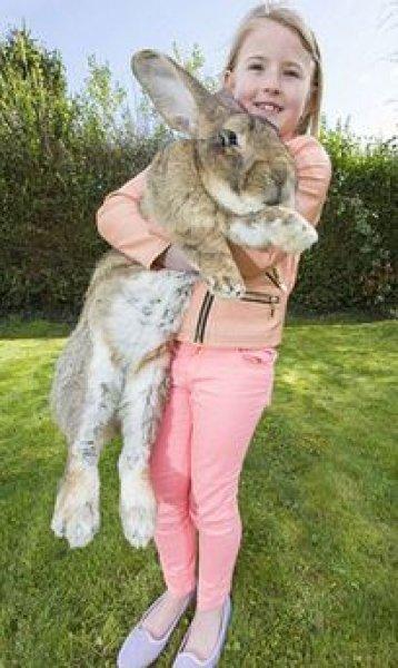 Dünyanın en büyük tavşanı Darius 25 kilo