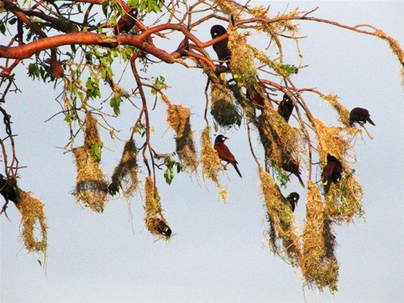 Hayvanların muhteşem mimarileri