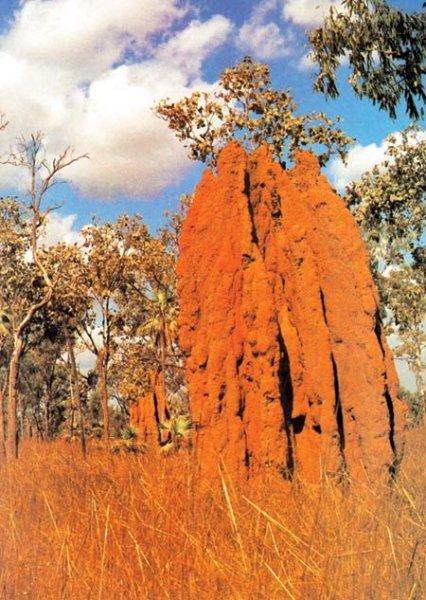 Hayvanların muhteşem mimarileri