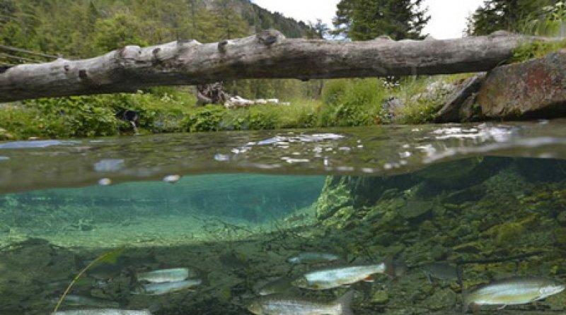 Tragöss  bölgesindeki Yeşil Göl ziyaretçilerini hayran bırakıyor 