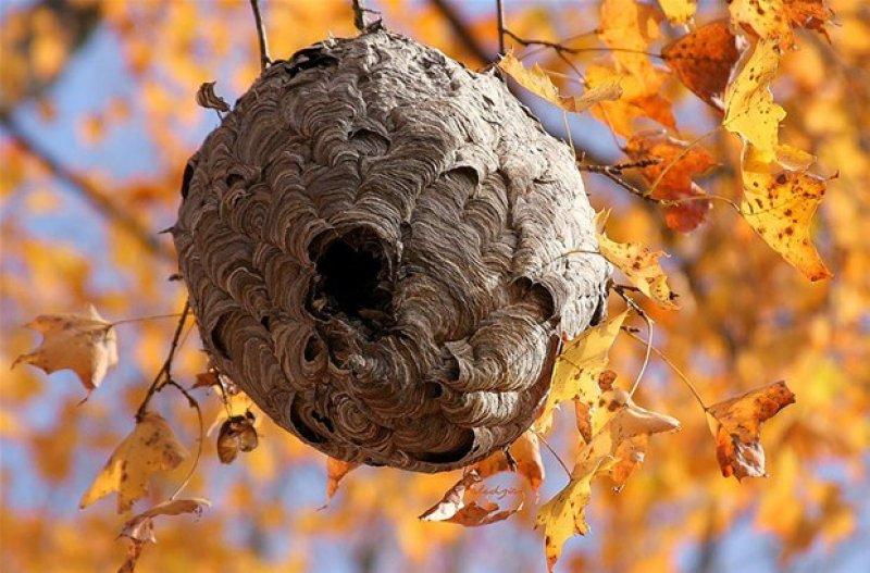 Hayvanların muhteşem mimarileri