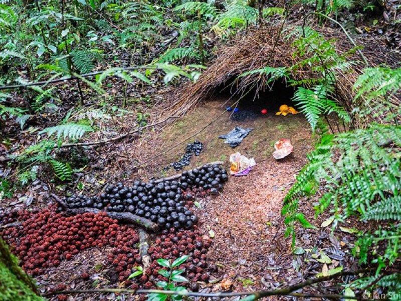 Hayvanların muhteşem mimarileri