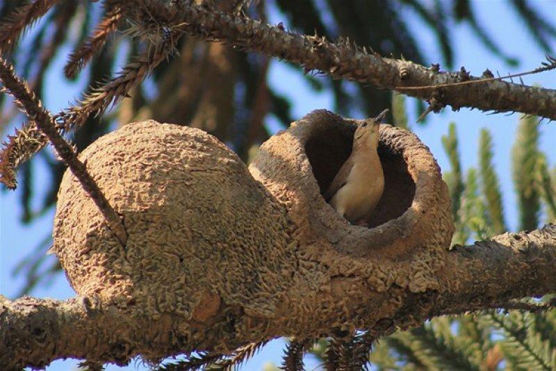 Hayvanların muhteşem mimarileri