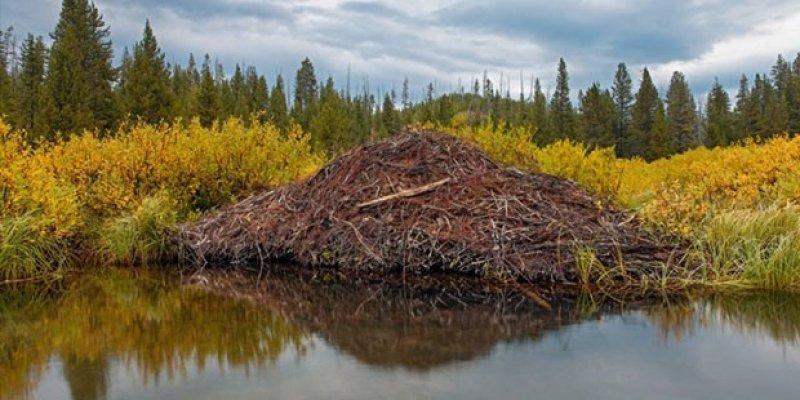 Hayvanların muhteşem mimarileri
