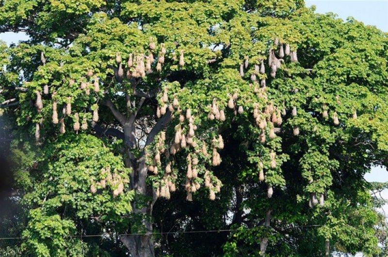 Hayvanların muhteşem mimarileri