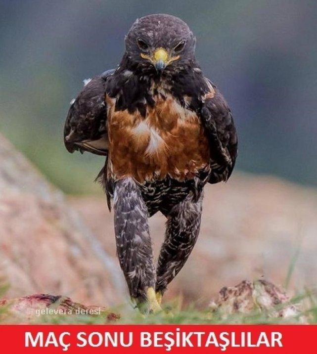 Spor Toto Süper Lig'de son durumu özetleyen capsler