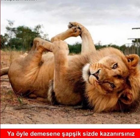 Spor Toto Süper Lig'de son durumu özetleyen capsler