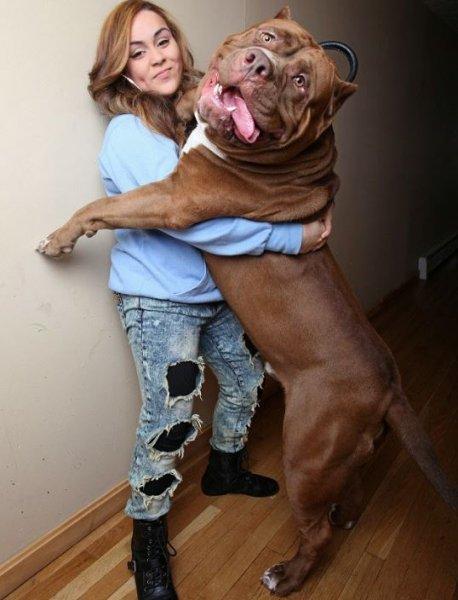 Dünyanın en büyük Pitbull köpeği Hulk