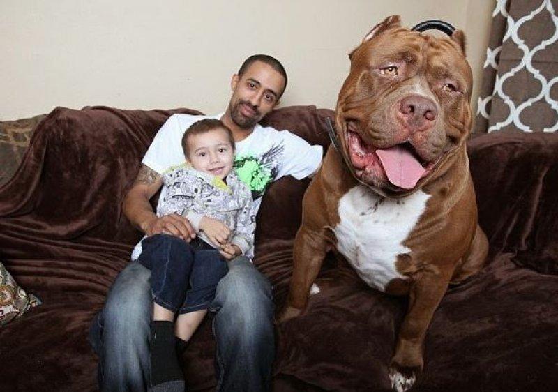 Dünyanın en büyük Pitbull köpeği Hulk