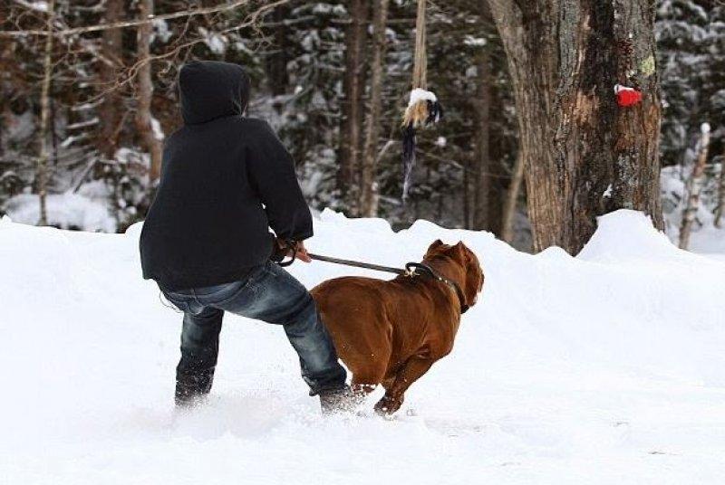 Dünyanın en büyük Pitbull köpeği Hulk