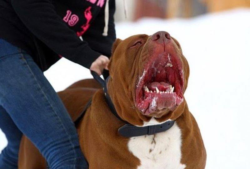 Dünyanın en büyük Pitbull köpeği Hulk