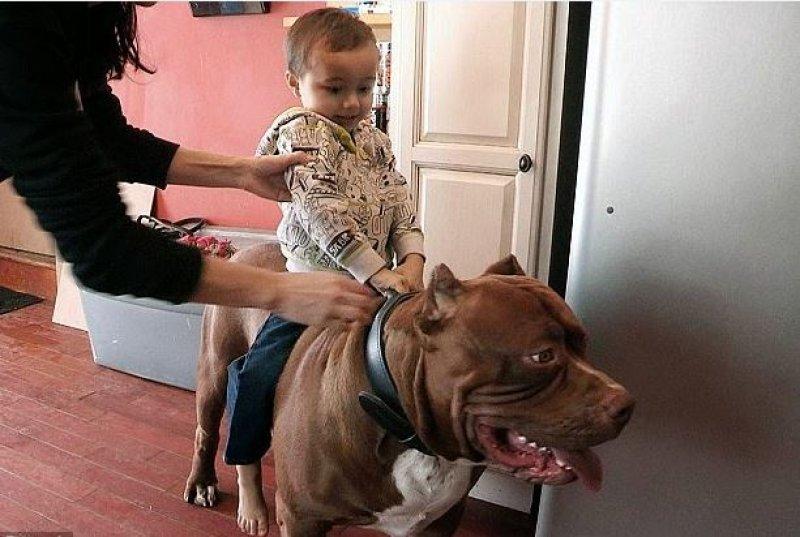 Dünyanın en büyük Pitbull köpeği Hulk