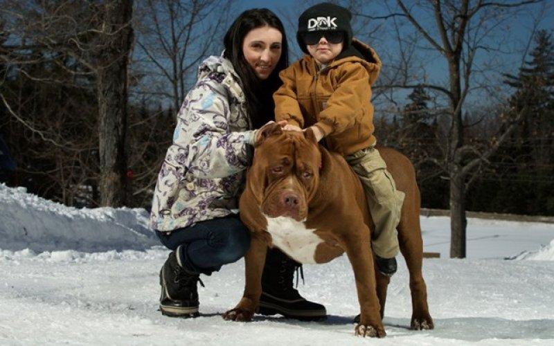 Dünyanın en büyük Pitbull köpeği Hulk