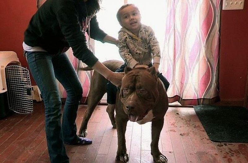 Dünyanın en büyük Pitbull köpeği Hulk