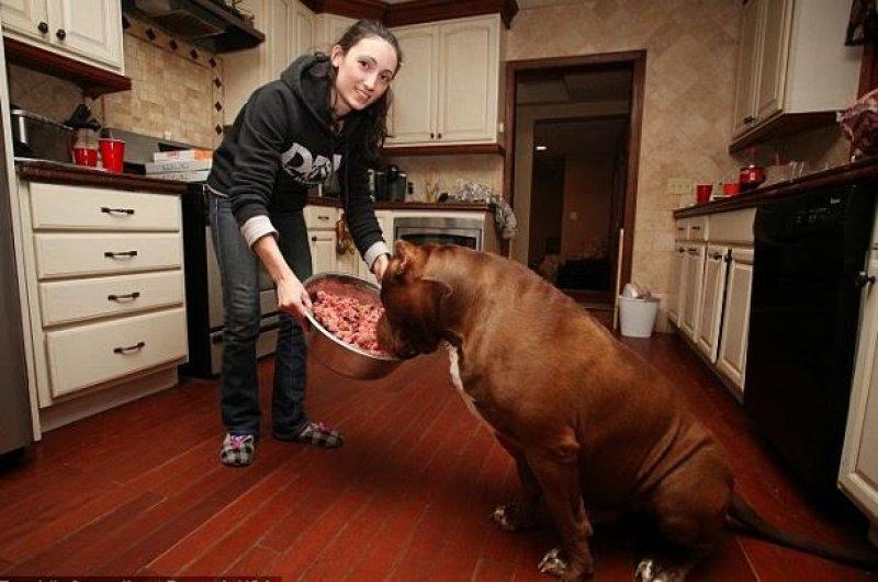 Dünyanın en büyük Pitbull köpeği Hulk