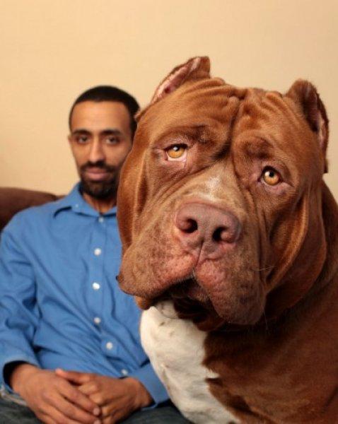 Dünyanın en büyük Pitbull köpeği Hulk