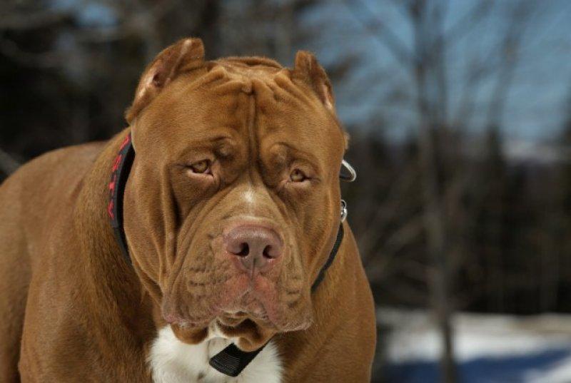 Dünyanın en büyük Pitbull köpeği Hulk
