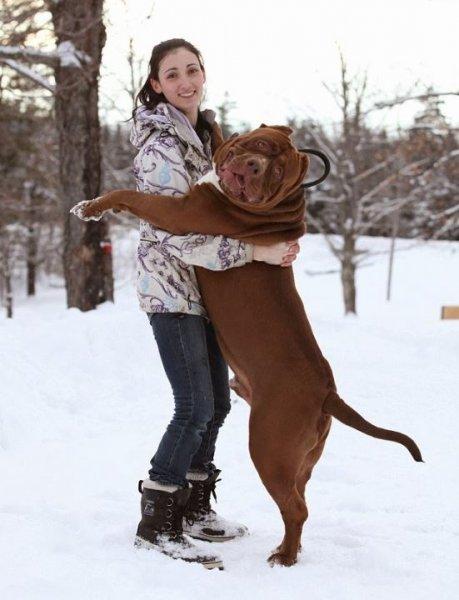 Dünyanın en büyük Pitbull köpeği Hulk