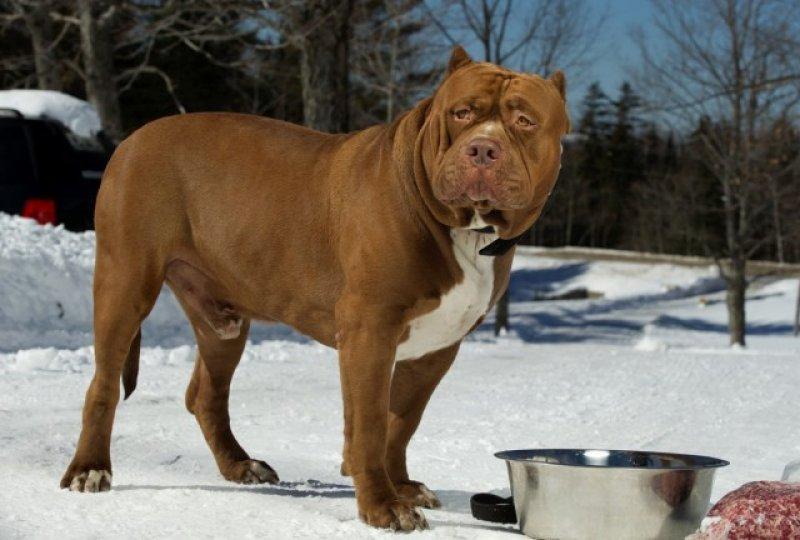 Dünyanın en büyük Pitbull köpeği Hulk