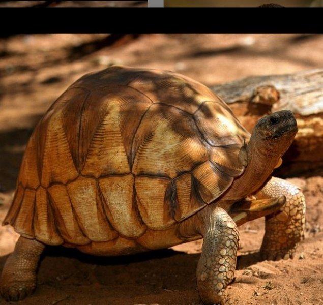 National Geographic'in ilk Türk fotoğrafçısı Dr. Çağan Şekercioğlu oldu 
