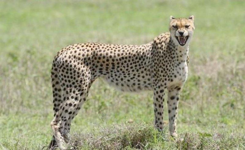 National Geographic'in ilk Türk fotoğrafçısı Dr. Çağan Şekercioğlu oldu 